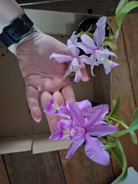 Ponto de Cultura ACOA Orquídeas é realizado no SISTA-MS - Circuito da Oficina da Primavera – Cultura, Arte e Sustentabilidade com Orquídeas